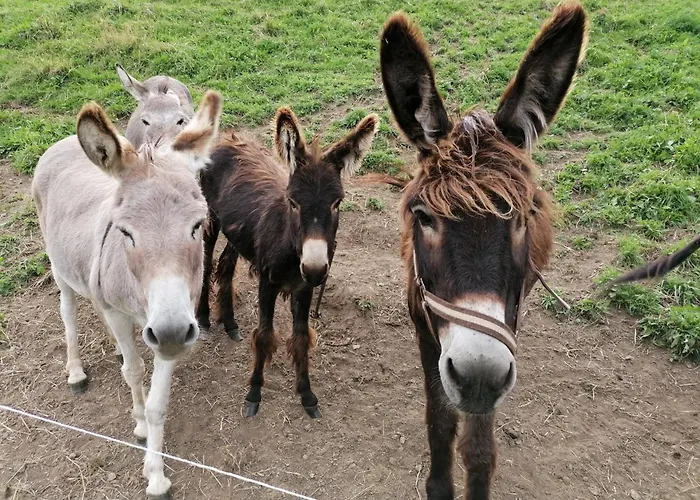 Parque de Campismo Schlosswirts Wohnmobilstellplatz Und Schaeferwagen Dollach