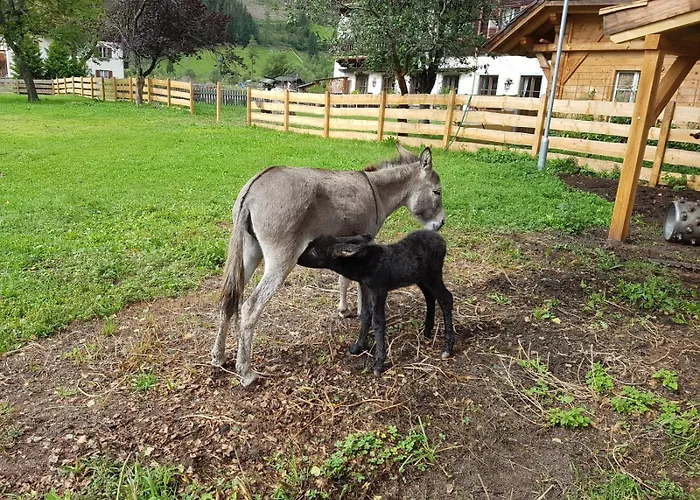 Schlosswirts Wohnmobilstellplatz Und Schaeferwagen Kemping *